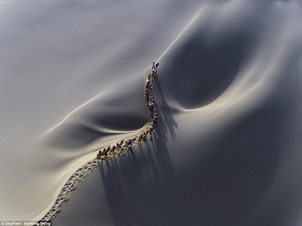 
Bức hình một đàn lạc đà trên sa mạc của tác giả Hanbing Wang cũng thuộc top những tác phẩm xuất sắc.