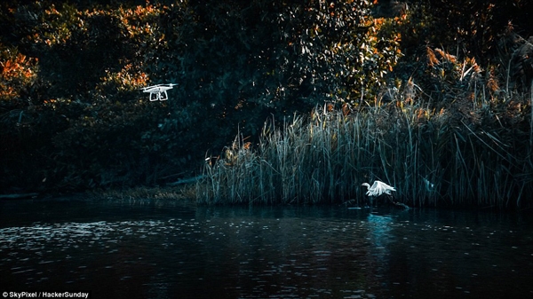 
Ảnh của Hacker Sunday, chụp lại khoảnh khắc một con thiên nga cất cánh bay lên khỏi hồ nước và một chiếc máy bay không người lái.