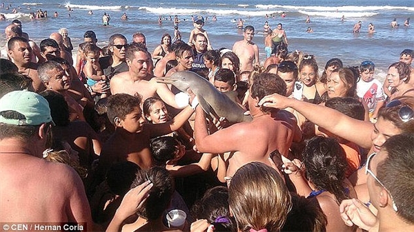 Chú cá heo tử vong vì bị du khách lôi lên bờ để thi nhau chụp ảnh