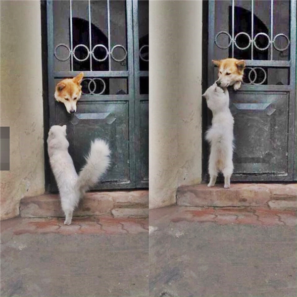 101 ảnh meme chó mèo hài hước dễ thương, chất lượng cao, tải miễn phí