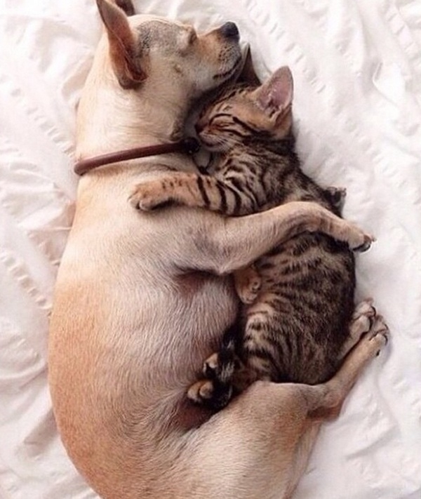 Chứng minh cho tình bạn đáng yêu giữa chó và mèo trong hình ảnh này. Hãy xem ngay để thấy được sự đáng yêu của chúng!
