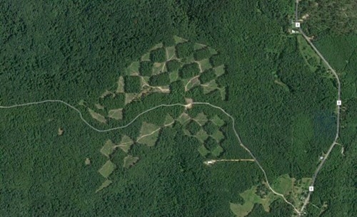 
Khu rừng với những ô vuông xen kẽ nhau.