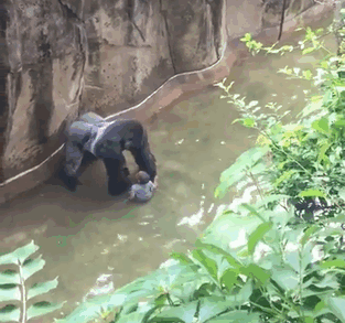 
Con khỉ đột Harambe bị bắn chết khi cố gắng bảo vệ một đứa trẻ 4 tuổi rơi xuống chuồng khỉ hồi năm 2016.