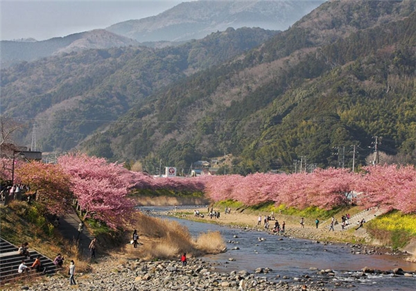 
Hoa anh đào mang tính biểu tượng cao và có vị trí quan trọng trong nền văn hóa Nhật Bản.