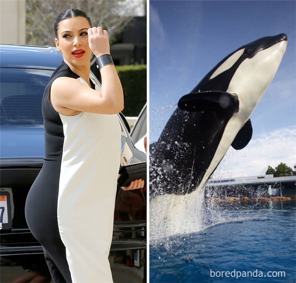 
Bộ trang phục với hai màu trắng, đen tương phản của Kim lại có nét tương đồng với cô cá heo xiếc khổng lồ.