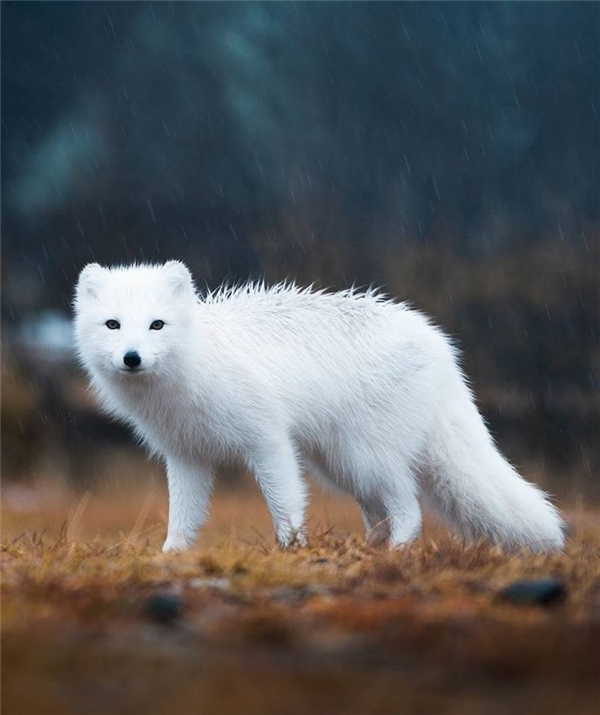 
Cáo Bắc Cực/cáo tuyết: Giống như tên gọi của nó, loài cáo này sinh sống chủ yếu ở vùng Bắc Cực và thích nghi rất tốt với khí hậu lạnh lẽo. Mỗi khi săn mồi, chúng thường bật nhảy lên thật cao và cắm đầu xuống mặt tuyết vồ lấy con mồi.